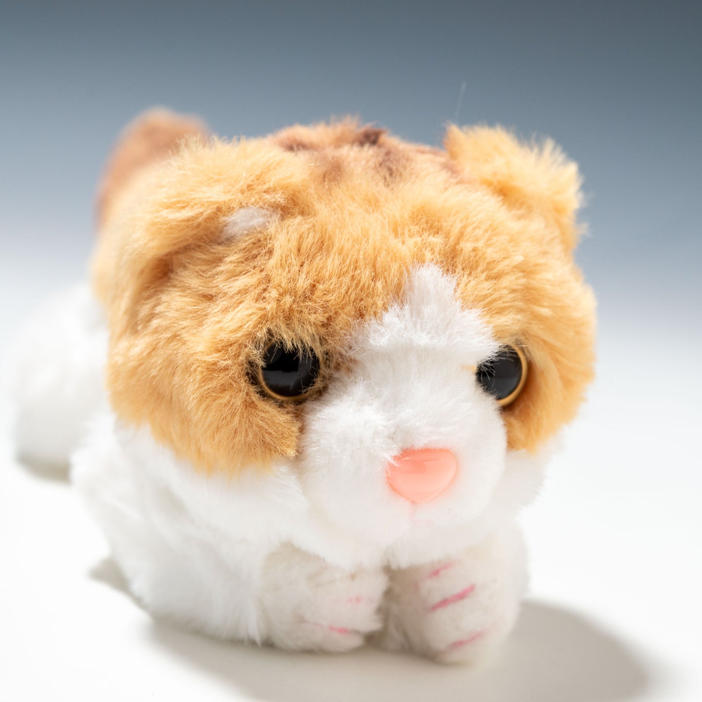 CUTE キュート販売 ぬいぐるみ くたくたニャンコ スコティッシュフィールド 茶 SS C0070 右横顔