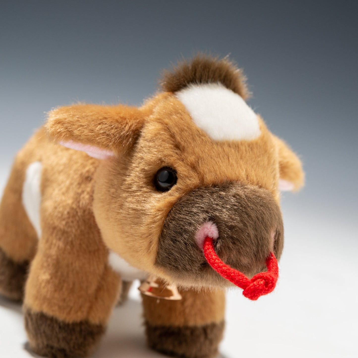 ジャージー牛 S F0151 | キュート販売 CUTEの右横顔