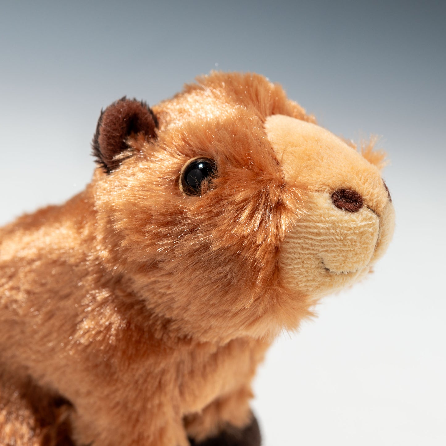 CUTE キュート販売 ぬいぐるみ 動物園コレクション カピバラくん SS Z0225 右横顔