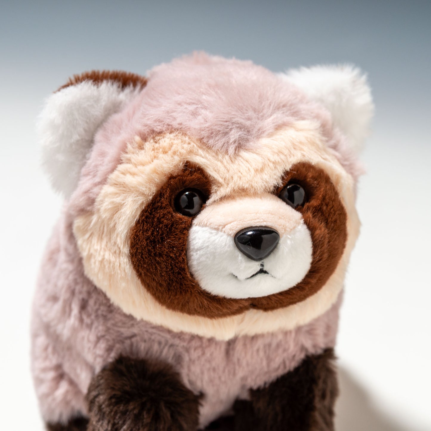 CUTE キュート販売 ぬいぐるみ 北海道限定 !! エゾタヌキ Z0393 右横顔