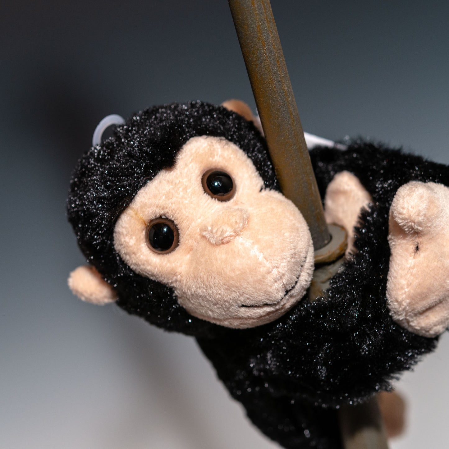 ワイルドリパブリック WILD REPUBLIC ぬいぐるみ 抱きつき チンパンジー 19562 顔のアップ