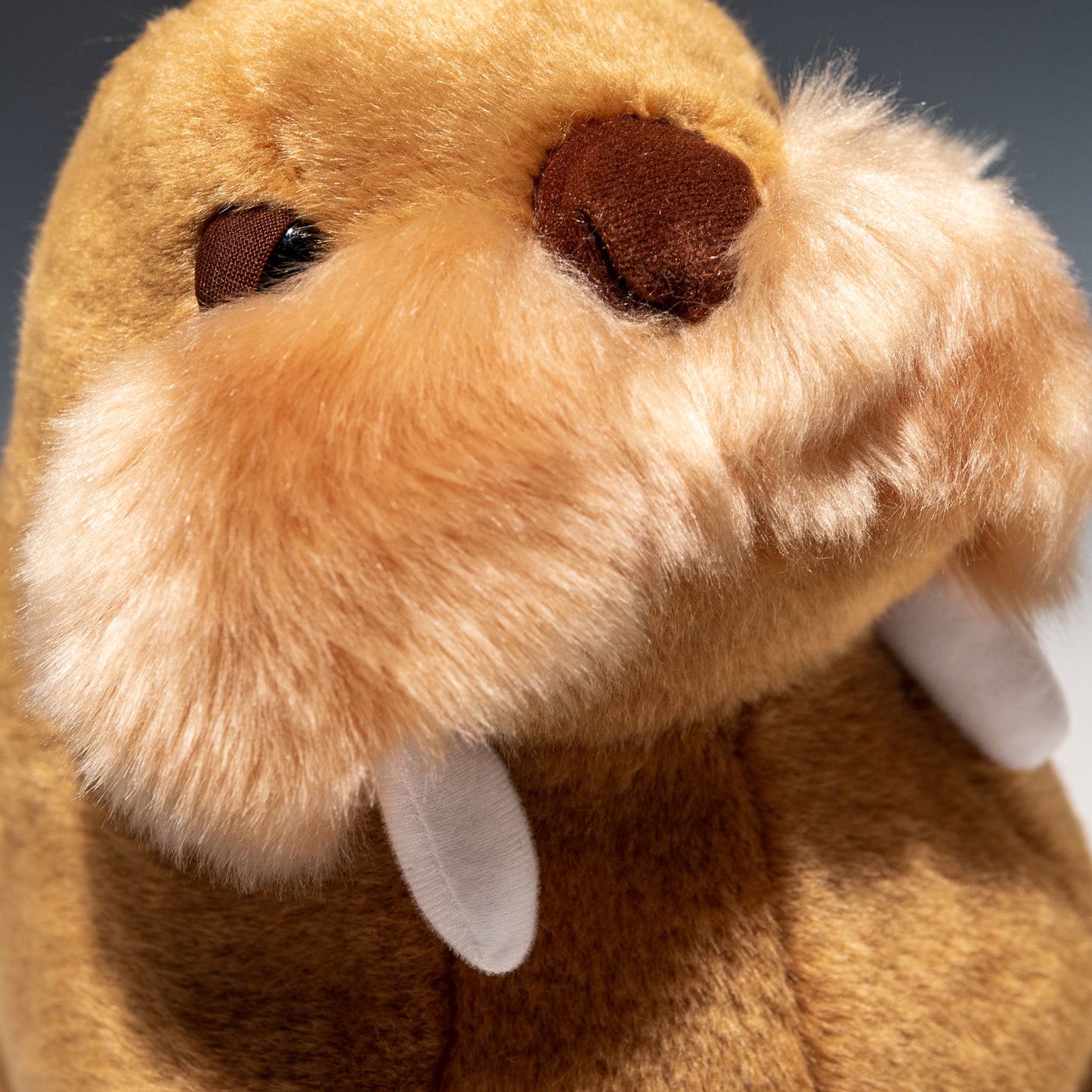 CUTE キュート販売 ぬいぐるみ セイウチ M NEW M0345 口元