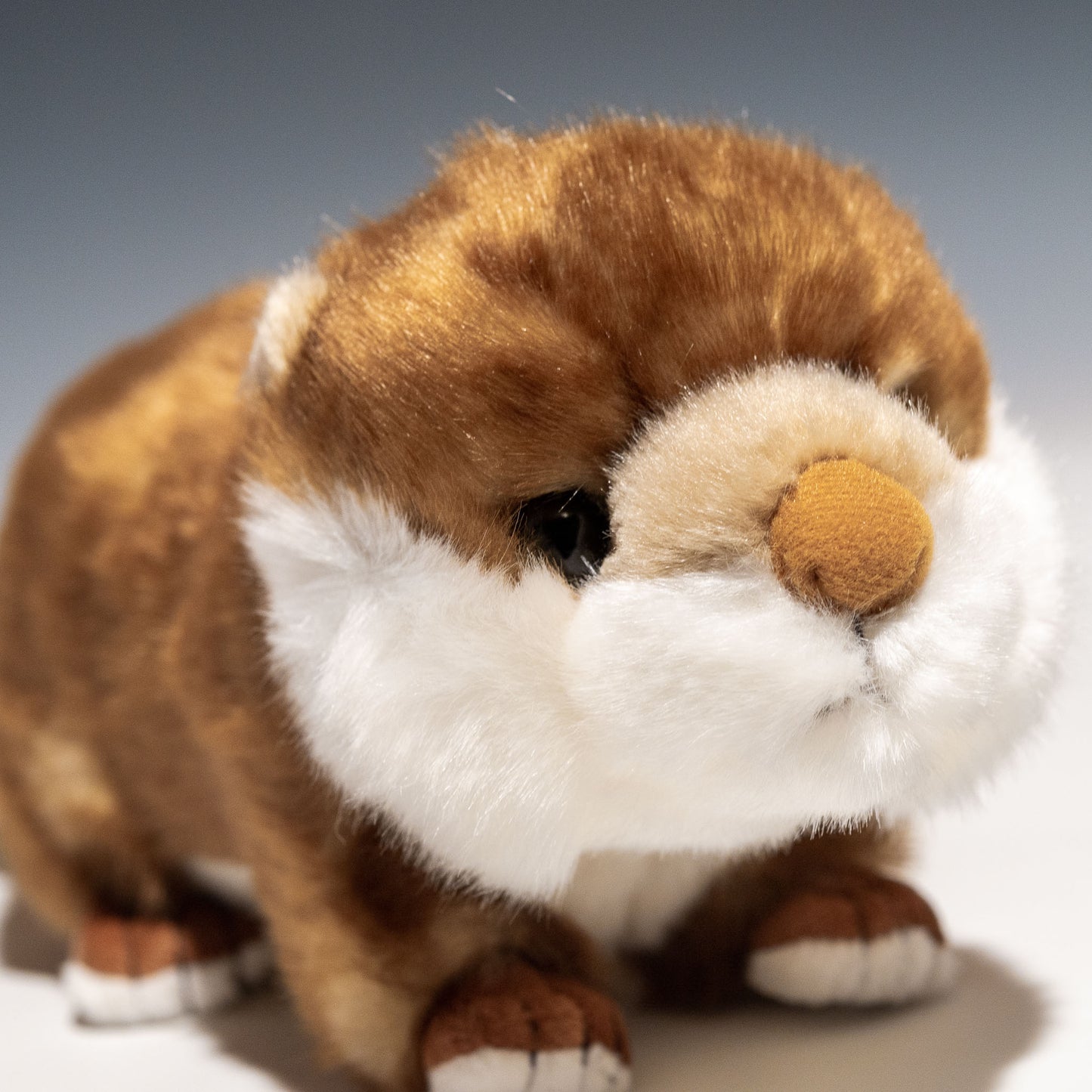 キュート販売 CUTE ぬいぐるみ コツメカワウソ M N0020 右横顔
