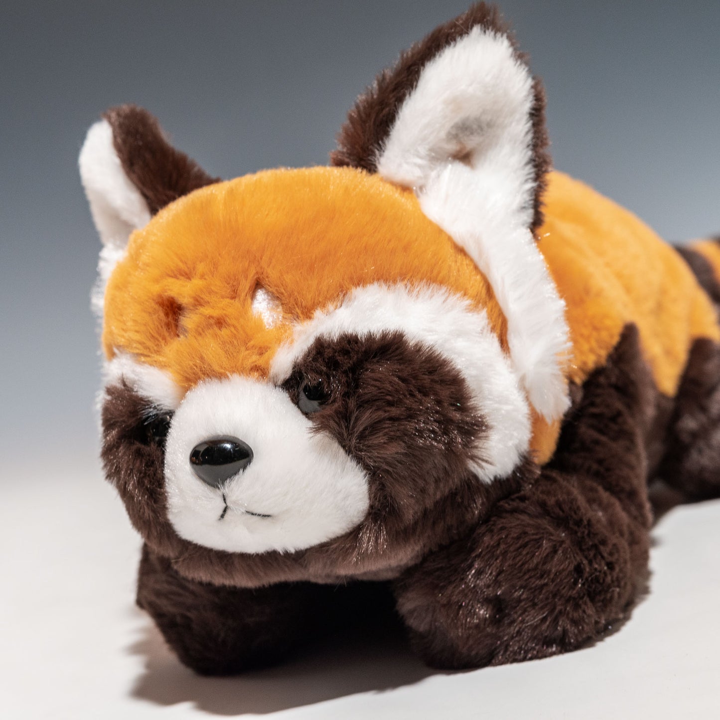 CUTE キュート販売 ぬいぐるみ くたくたレッサーパンダ M Z0323 左横顔