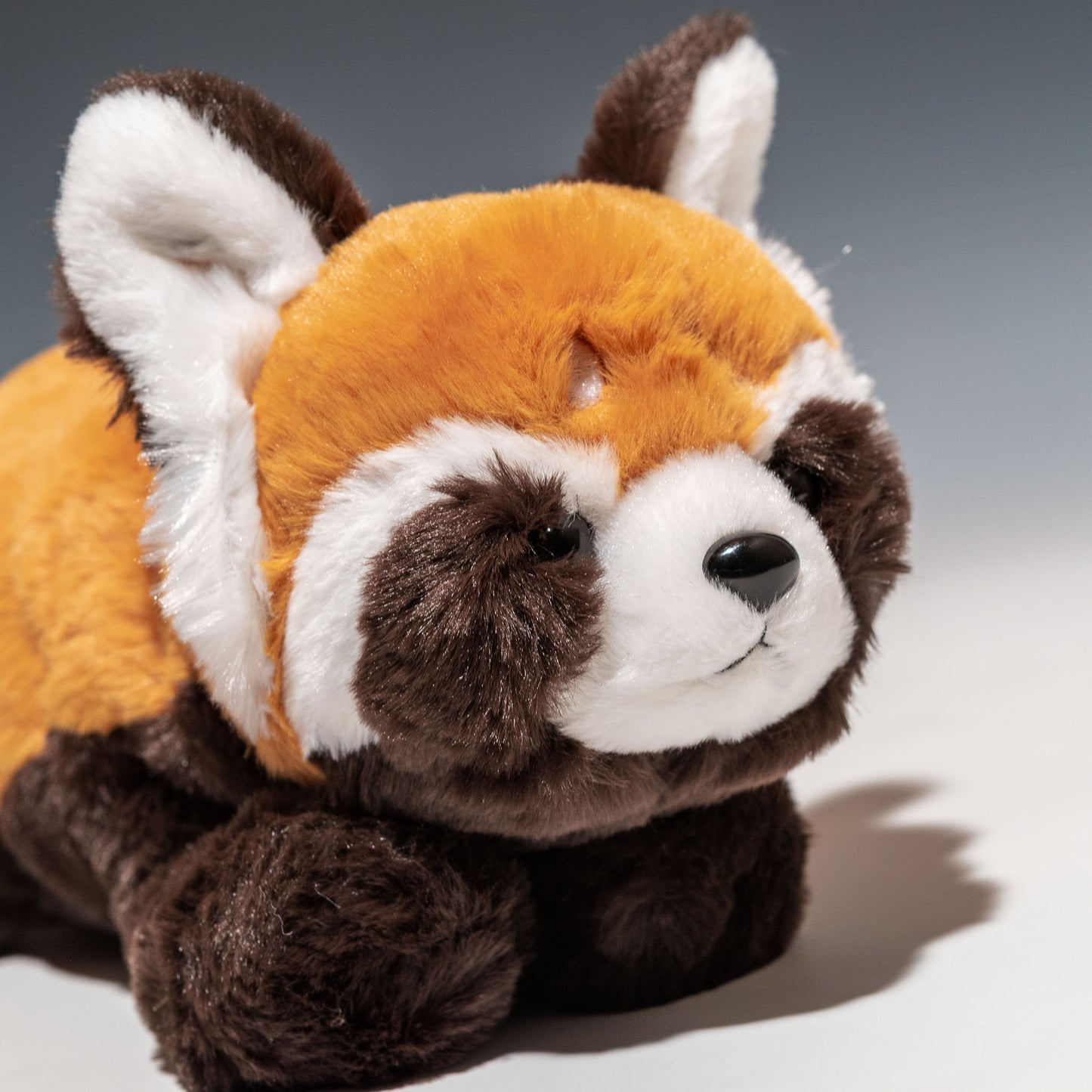 CUTE キュート販売 ぬいぐるみ くたくたレッサーパンダ M Z0323 右横顔