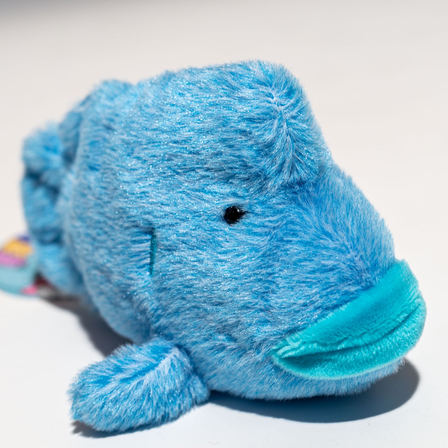 内藤デザイン研究所 ぬいぐるみ 海中散歩 ぽちゃまる Sサイズ ナポレオンフィッシュ 右横顔