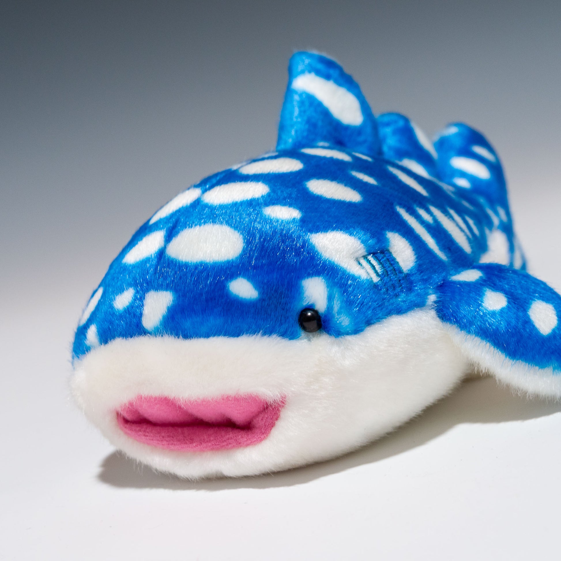 アクア AQUA ぬいぐるみ ジンベエザメ S 00100250 左横顔